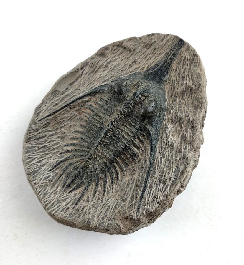 Fóssil de Trilobite